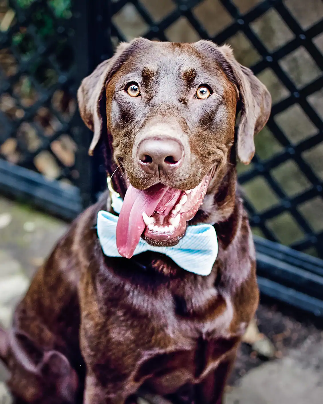 Sumter, a chocolate Lab in a bow tie, at a gate in downtown Charleston, SC, a guest of Chucktown Charley dog daycare and boarding