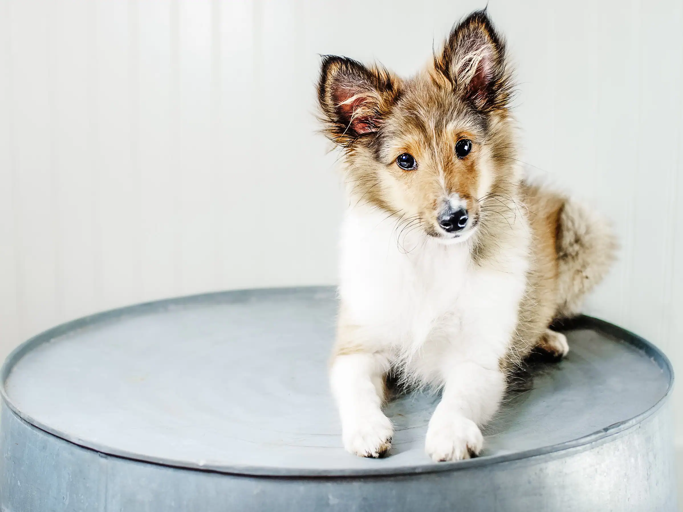 A young Sheltie, a training graduate, settled and calm at Chucktown Charley near Charleston, SC